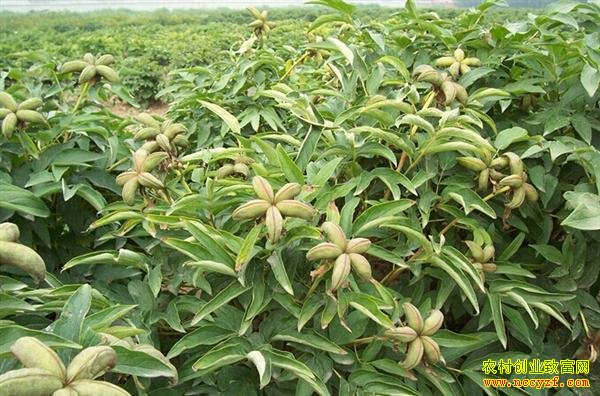 ����ĵ����ֲǰ��������潭����ĵ���ӡ��羰������Ǯ����