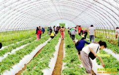 ɽ������ʯӢ���������������ɰ�ũҵ��ժ԰