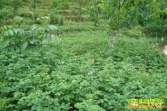 ɽ������������������������ĵ��ÿĶ����4000Ԫ