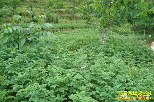 ɽ������������������������ĵ��ÿĶ����4000Ԫ