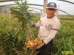 ���������ܽ����ֲ�ƽ�һĶ������1.2��Ԫ