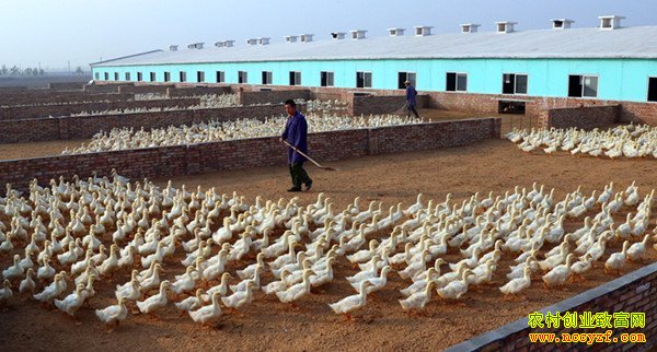 ��Ѽ׬Ǯ�����Ϸ�������ͷ��Ѽæ