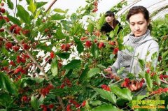 ɣ����ֲ����Ŀ:ɣ�����ֵ�ů������������߼�