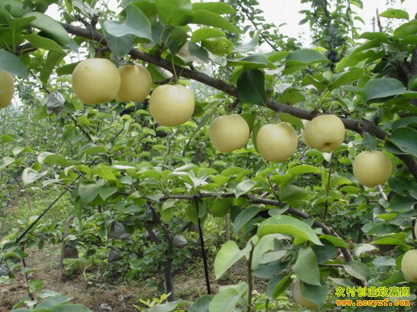 �ƹ����������༼����Ƶ