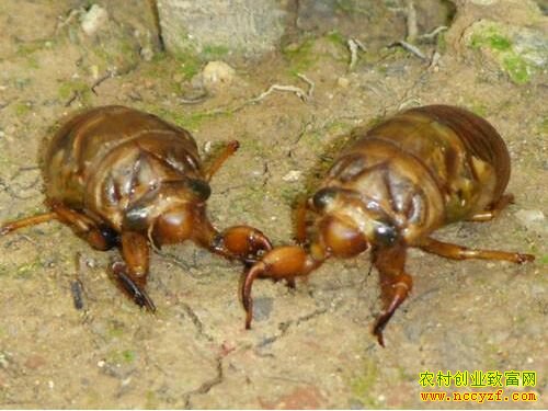 2016�����ֳǰ�����г��۸��������