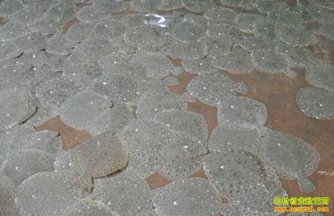 2016���౦��׬Ǯ��2016�౦����ֳǰ�����г��۸��������