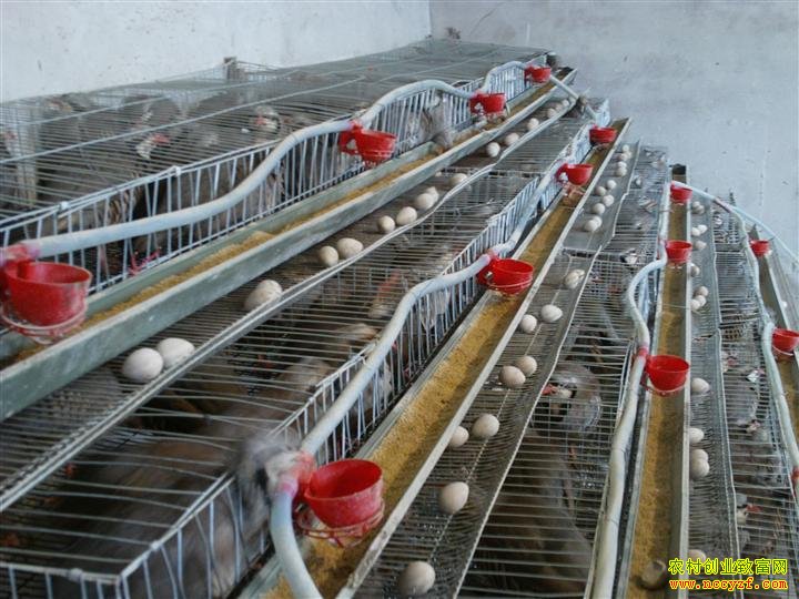 �����׬Ǯ�������ֳǰ������ֳЧ�����