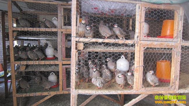 �����׬Ǯ�������ֳǰ������ֳЧ�����