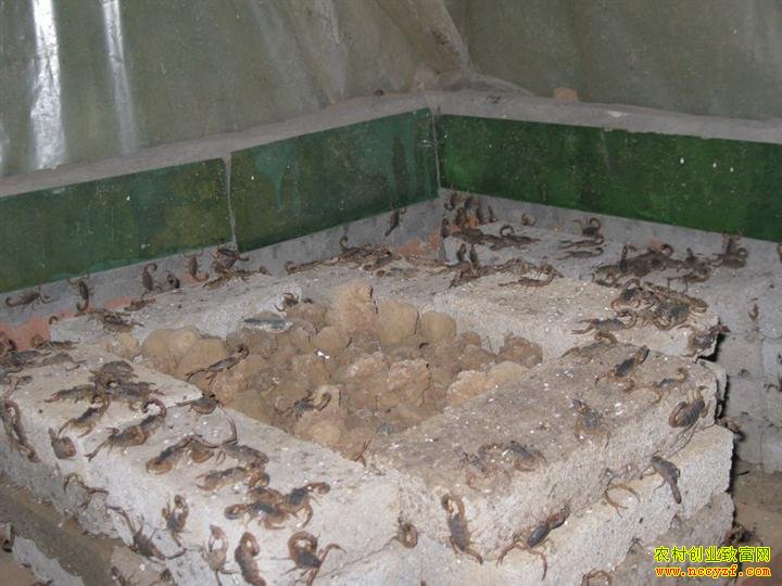 ��Ы��׬Ǯ��2016Ы����ֳǰ�����۸��������