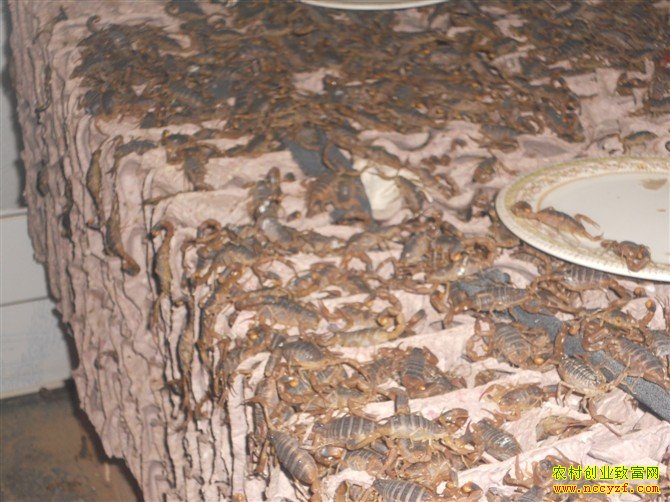 ��Ы��׬Ǯ��2016Ы����ֳǰ�����۸��������