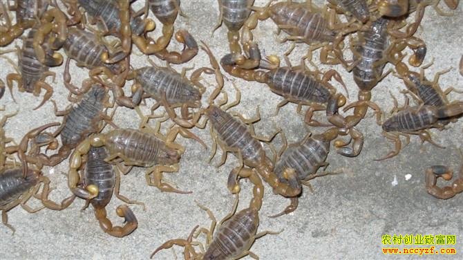 ��Ы��׬Ǯ��2016Ы����ֳǰ�����۸��������