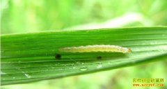 [ũ�����]���۷����ˮ���ݾ�Ҷ������