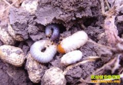 [ũ�����]����������ۺϷ��μ�����Ƶ