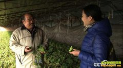 [�¸���]�����������������ֲɳ���ܲ�������ʯһ�����ܲ�