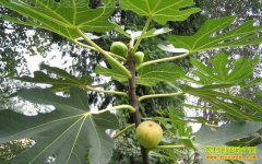 种植无花果赚钱吗:无花果种植前景及种植技术详解