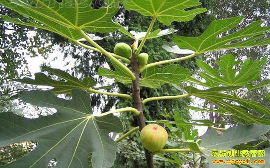 �޻�����ֲǰ��