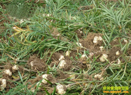 ���ջ����̻���ٺ�ˮ���ֻ���Ч���