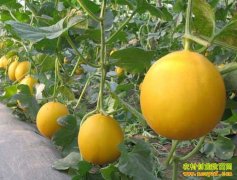 ɽ��ݷ���Լ̸ձ�������30Ķ�������300����Ԫ