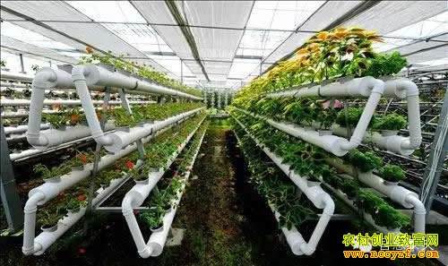 ����ũҵ��Ŀ