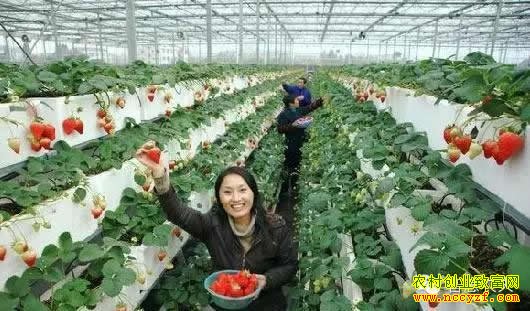 ����ũҵ��Ŀ