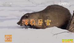 [ÿ��ũ��]�����׬Ǯ�����������׬Ǯ������