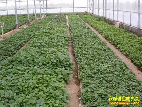 �ӱ�����ͥԺ����������������