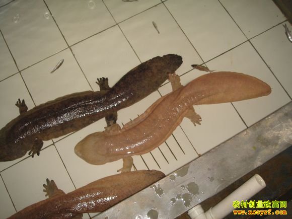 [ÿ��ũ��]�����³���������������