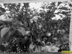 ɽ������������������辰��ֲǰ����