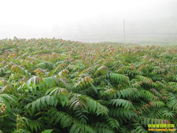 ���㴻׬Ǯ������СС�㴻����������