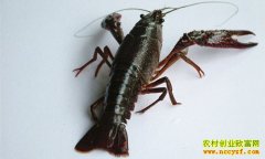 [�۽���ũ]С��Ϻȫ����������ô���£�