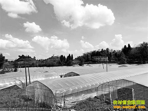 �����ֲ����