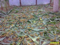 �ȳ����ֳЧ�����ֳ����