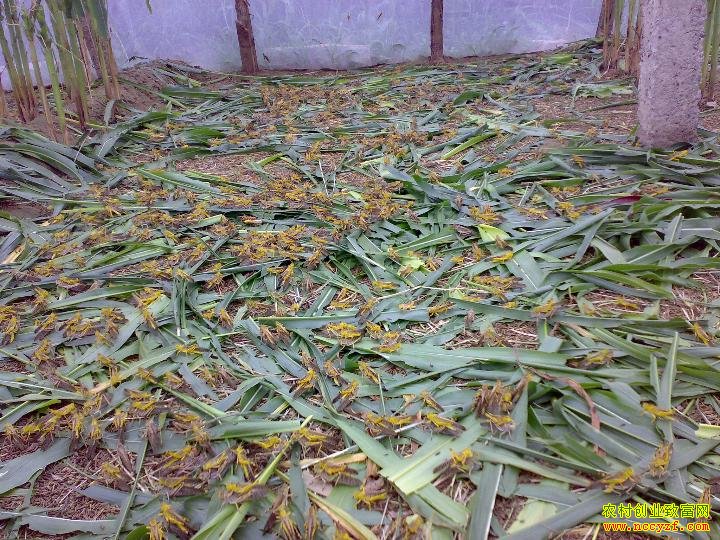 �ȳ����ֳЧ�����ֳ����