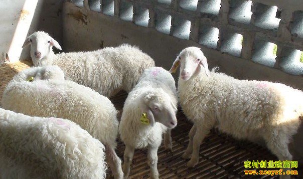 ������ֳ����