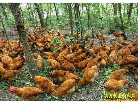 ������ֳ��׬Ǯ���Ĵ���ֳ���н���