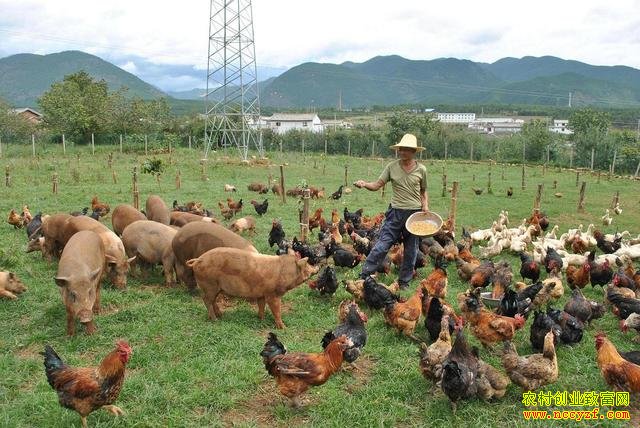 ������ֳ��׬Ǯ���Ĵ���ֳ���н���