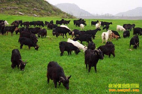 ������ֳ��׬Ǯ���Ĵ���ֳ���н���