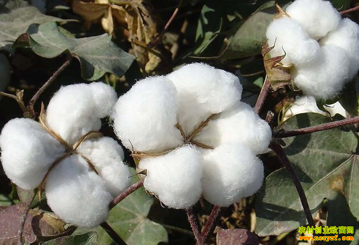 [�Ƽ�Է]Ϊʲôɳ����޻�Ц����ô��