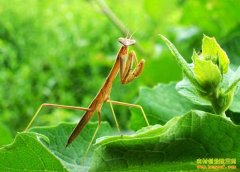 养螳螂赚钱吗:螳螂养殖前景及养殖技术