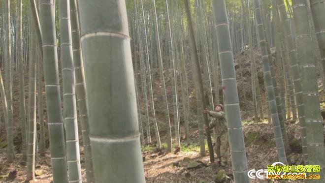 [��ɫʱ��]ë������ ���ۡ��ڽڸߡ�