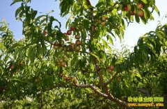 [ũ�����]������ʩ�������༼����Ƶ