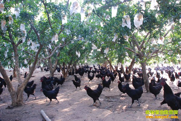 �Ĵ�üɽ�����ǣ���������+�����ڼ��䡰�𼦡�