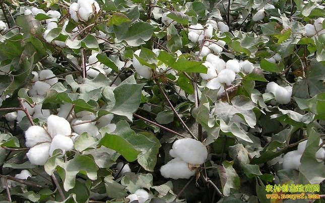 �޻��۸���Ǳ����Σ��