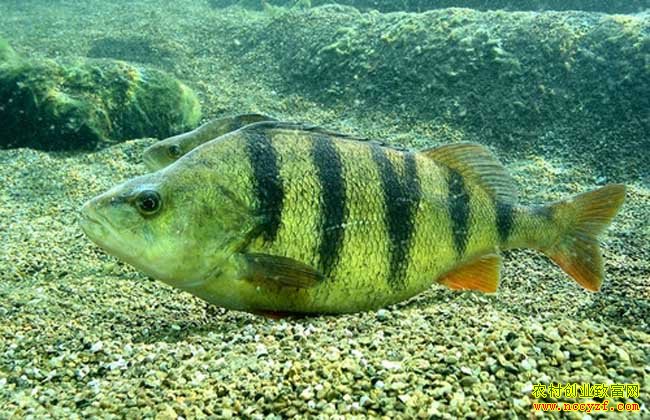 [ũ�����]������ֳ������Ƶ