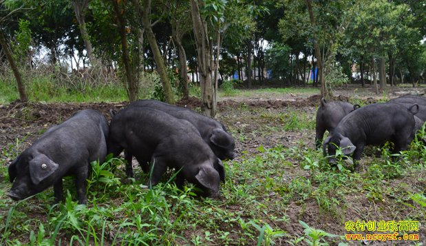 ��������������ë������Ϯ�����������