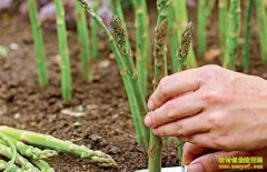 ����ۣ��300�໧������ֲ«���¸�