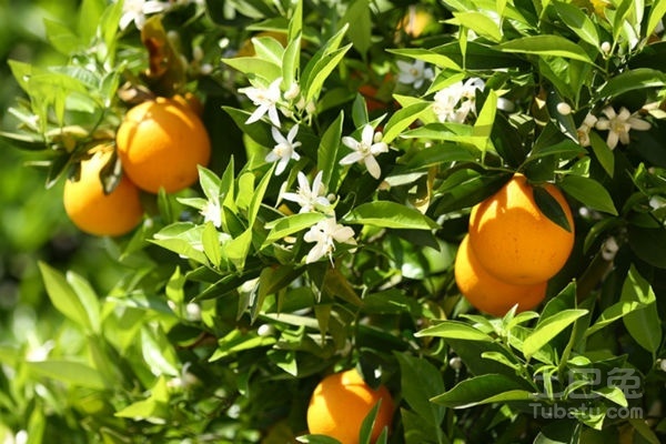 ����������ɽ�깳����¸���