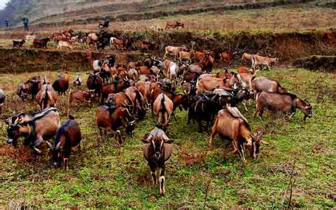 [ÿ��ũ��]����ʯͷ����ǭ������׬Ǯ�и���