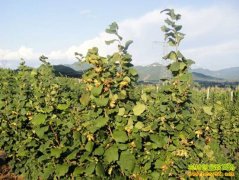 ũ���¸�����Ŀ����ֲ���Ķ��Ч��ɴ�һ��Ԫ