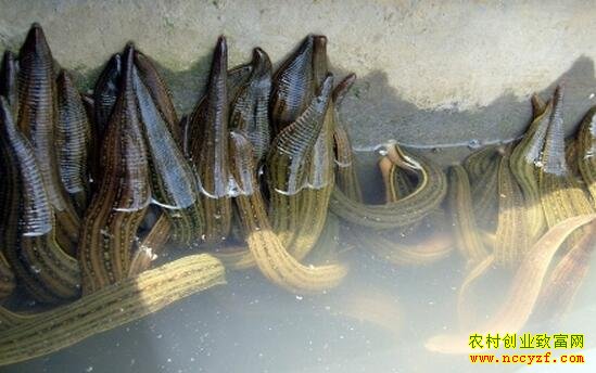 ˮ����ֳ���¸�����Ŀ����ƭ�֣�һ��ֳ����ˮ�������200��